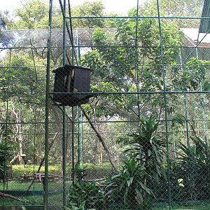 aviaries (Great Hornbill and Spot-bellied Eagle Owl)