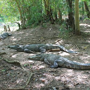 Siamese Crocodiles