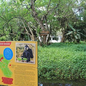island for Northern White-cheeked Gibbon