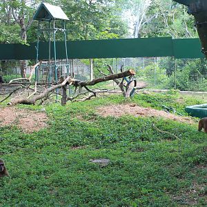 enclosure for Stump-tailed Macaques