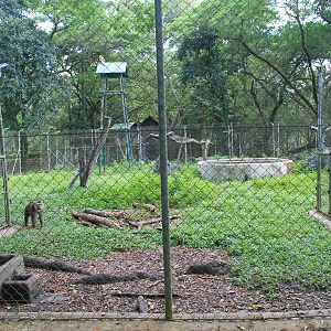 enclosure for Northern Pig-tailed Macaques