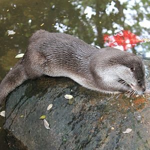 Eurasian Otter