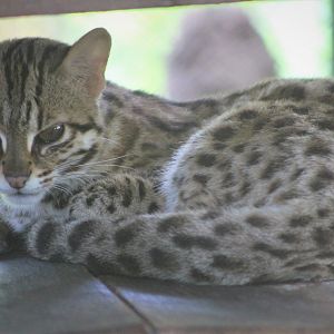 Leopard Cat