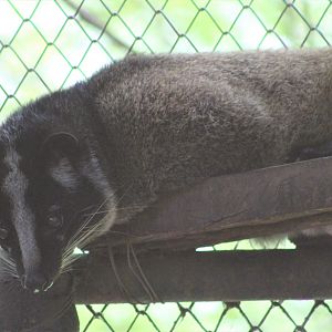 Masked Palm Civet