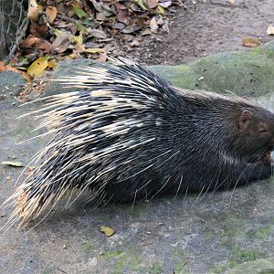 Malayan Crested Porcupine