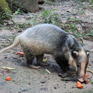 Hog Badger