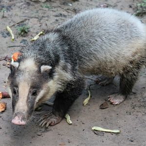 Hog Badger