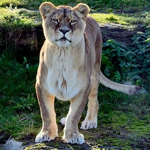 Lioness - YWP 26/10/2019