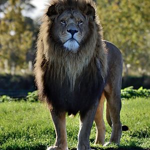 Lion 'Ares' - YWP 26/10/2019