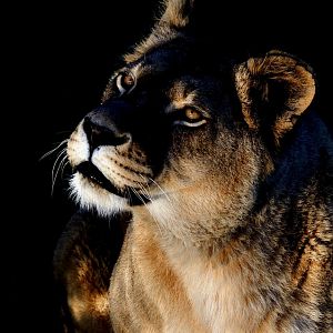 Lioness 'Allis' - YWP 26/10/2019