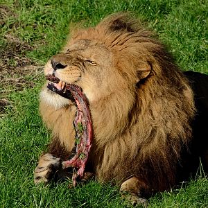 Lion 'Ares' - YWP 26/10/2019