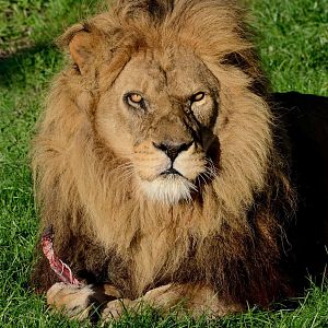 Lion 'Ares' - YWP 26/10/2019