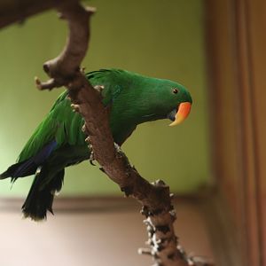 New Guinea red-sided eclectus parrot (Eclectus roratus polychloros)