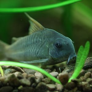 Slate corydoras (corydoras concolor)