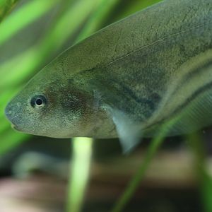 Glass knifefish (Eigenmannia virescens)