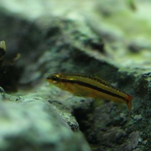 Rosy loach (Petruichthys sp. "Rosy")
