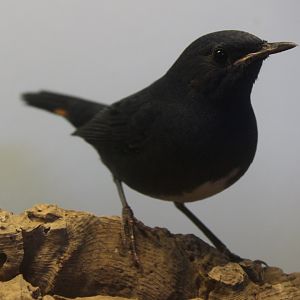 White-bellied redstart