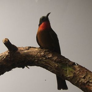 Red-throated bee-eater