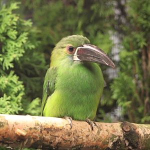 Crimson-rumped toucanet