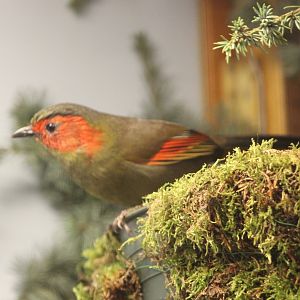 Red-faced liocichla - Liochichla ripponi