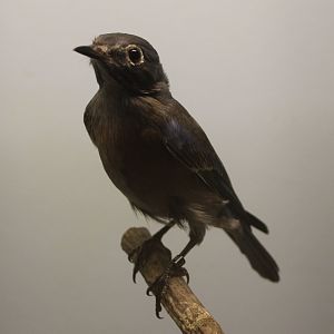 Western bluebird - young male