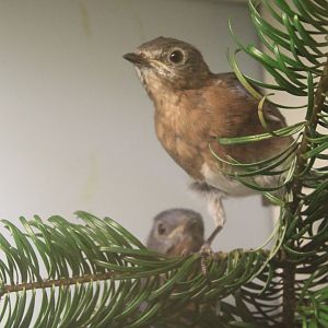 Eastern bluebirds - young pair