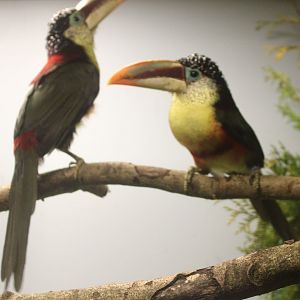 Curl-crested aracari's