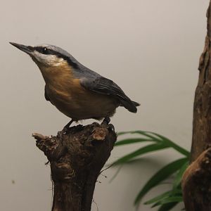 Eurasian nuthatch