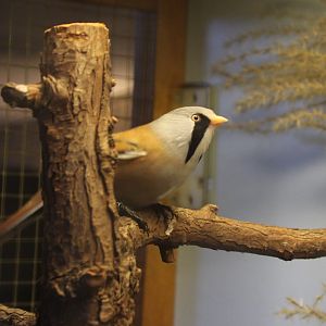 Bearded reedling - male