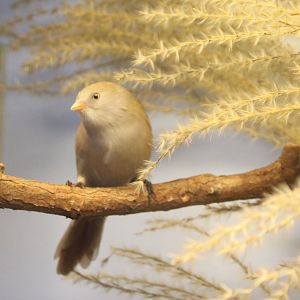 Bearded reedling - female