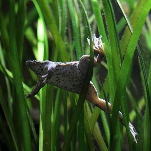 Sabana surinam toad (Pipa parva)
