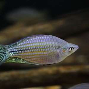 Chequered rainbowfish (Melanotaenia splendida inornata)