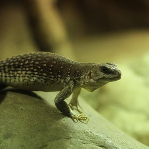 Desert iguana (Dipsosaurus dorsalis)
