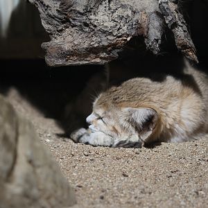 Arabian sand cat (Felis margarita harrisoni)