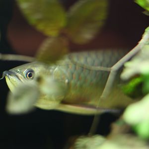 Spotted arowana (Scleropages leichardti)