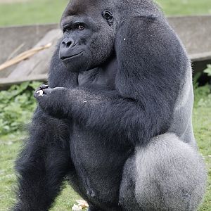 Silverback gorilla