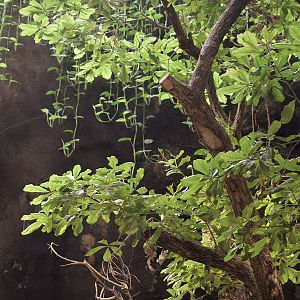 Tree and vines inside the 'Volcano'