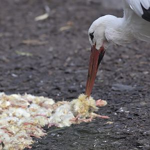 Wild white stork helping itself