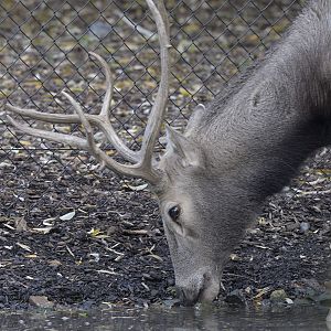 Père David's stag foraging