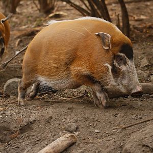 Red River hog (Potamochoerus porcus)