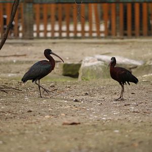 Glossy ibis (Plegadis falcinellus)