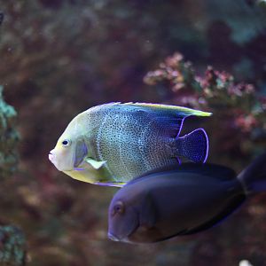 Blue koran angelfish (Pomacanthus semicirculatus) and Black surgeonfish (Acanthurus gahhm)