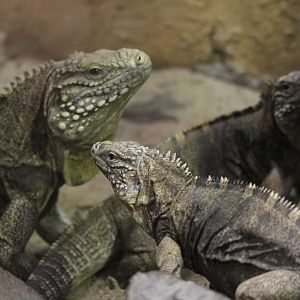 Cuban iguana (Cyclura nubila nubila)