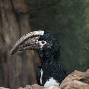Trumpeter hornbill (Bycanistes bucinator)