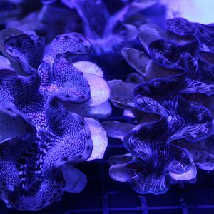 Giant clams
