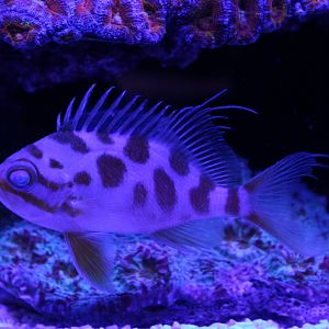 Holanthias borbonius