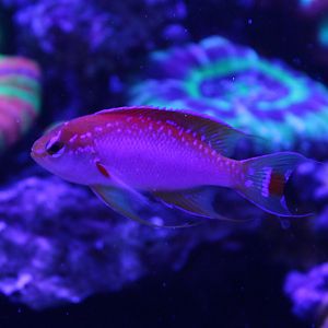 Pseudanthias ventralis