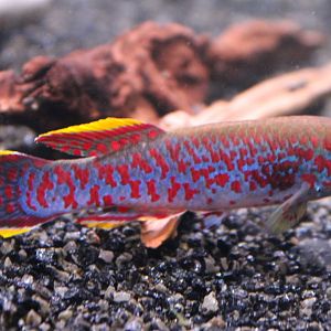 Fundulopanchax gardneri Jos Plateau