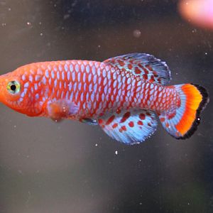 Nothobranchius rachovii