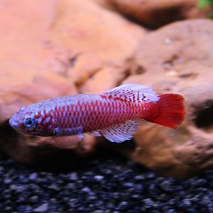 Nothobranchius kilomberoensis